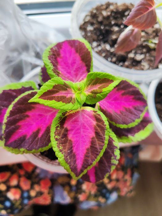 Продаются колеусы