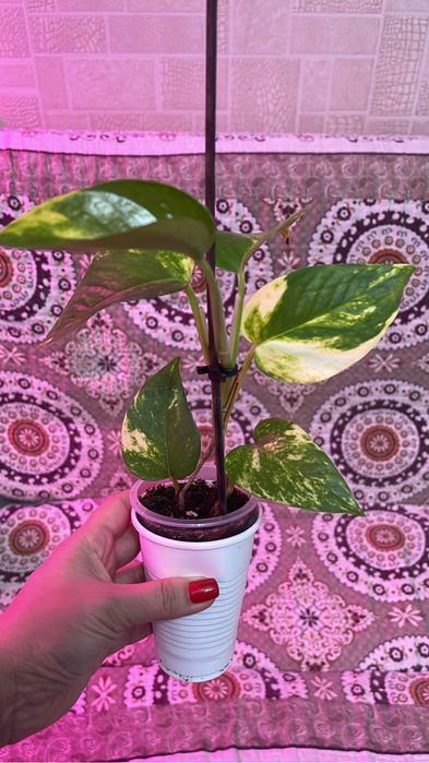 Комнатные цветы продам излишки