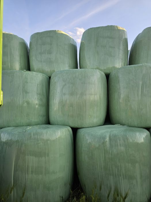 Lucernă înfoliată verde
