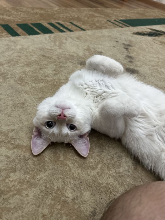 котенок полугодовалый ищет семью