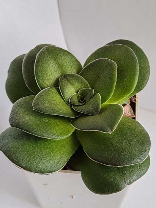 Суккуленты из частной коллекции