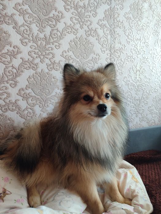 Шпиц вязка кабель