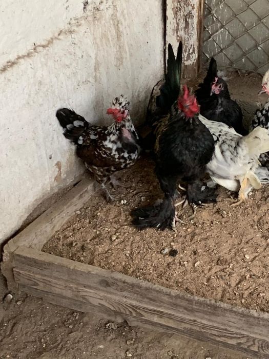 Японские карликовые