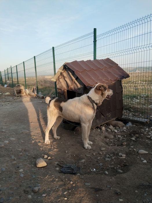 Алабай сатамын сабакка