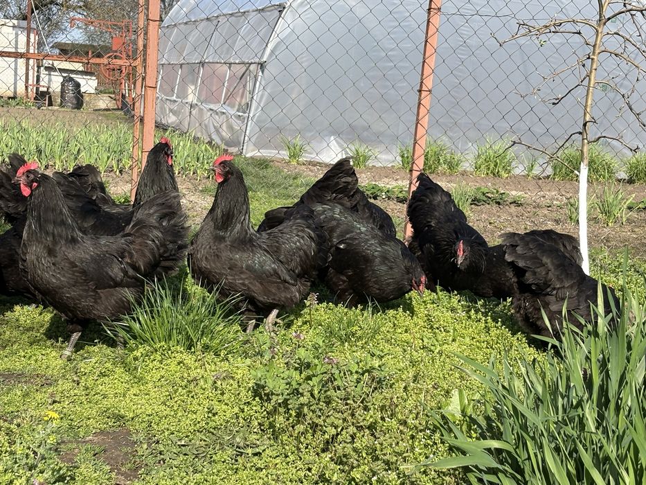 Gaini australorp negru