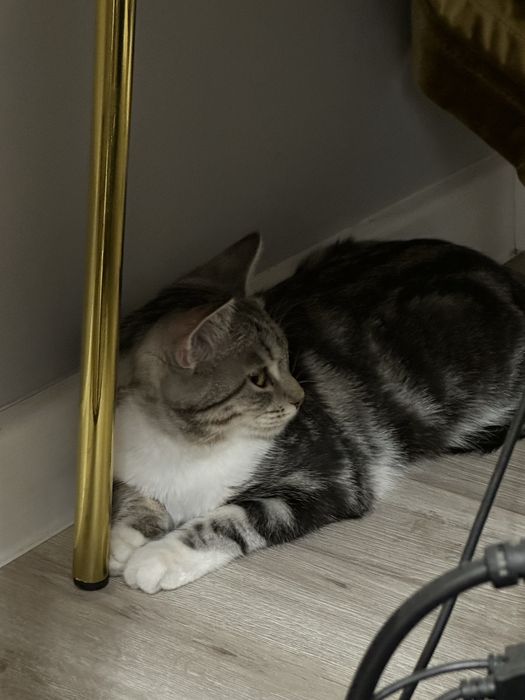 Кошка, ей пол года
