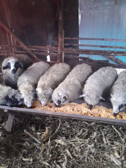 Noatini de vînzare .