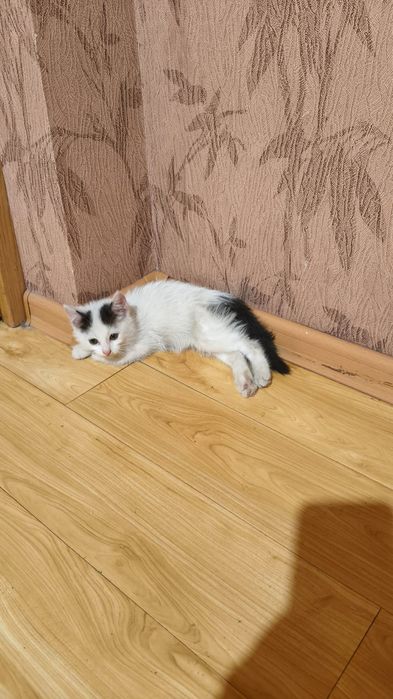 Котенок ищет дом