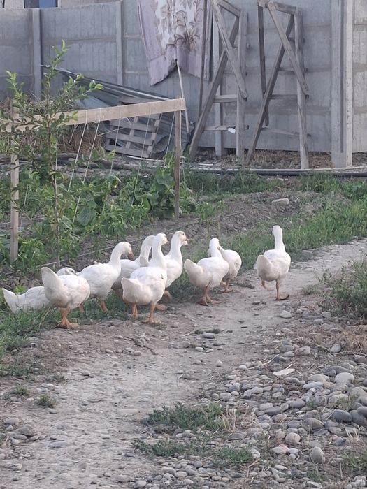 Продажа домашних гусей,11 штук