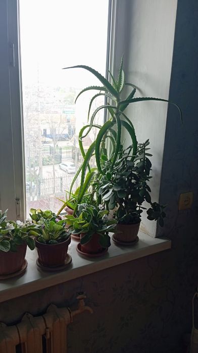 Продаются домашние цветы.