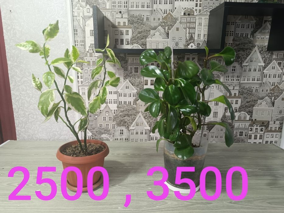 Продам недорого цветы