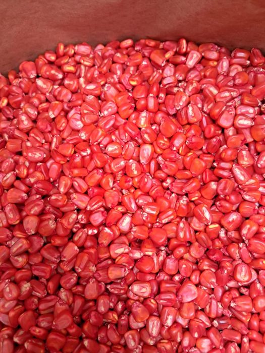 Семена кукурузы Сармат