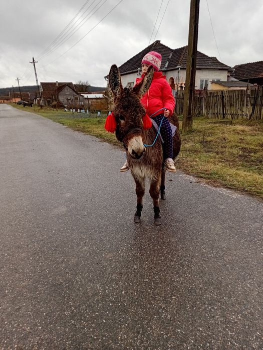 Vând magarita sau schimb cu manza mica