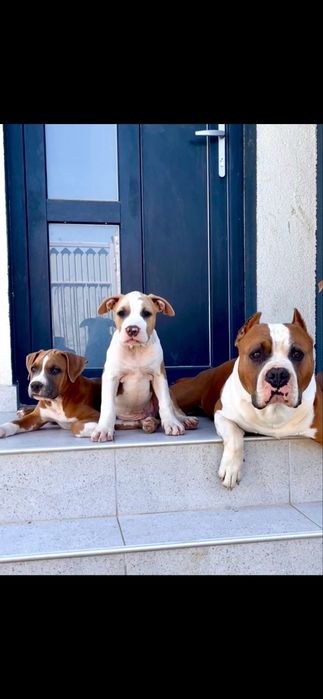 Mascul  Amstaff cu pedigree
