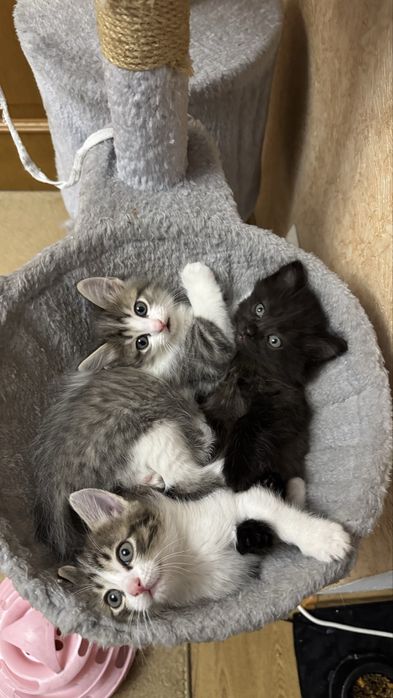 Продам котят маленьких