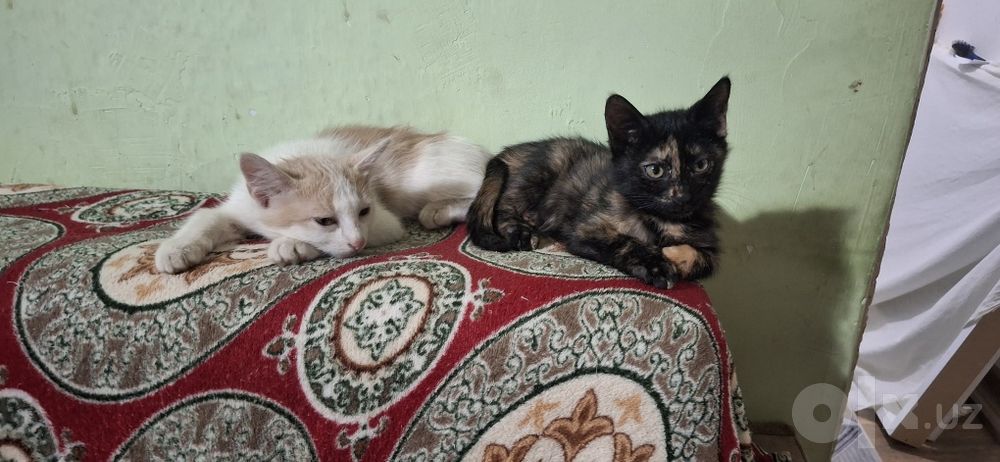 Котята в хорошие руки