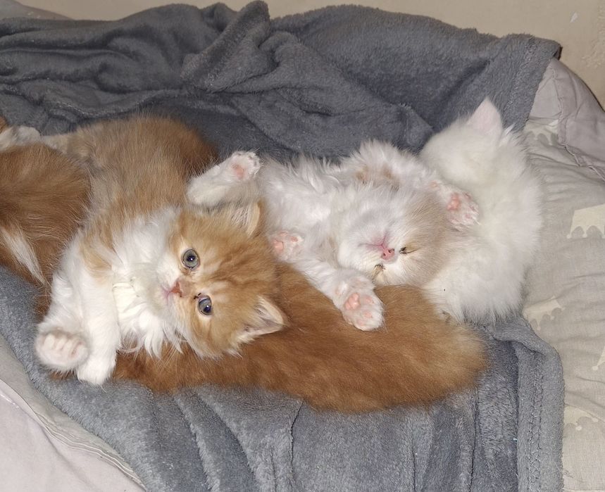 Персийска котета