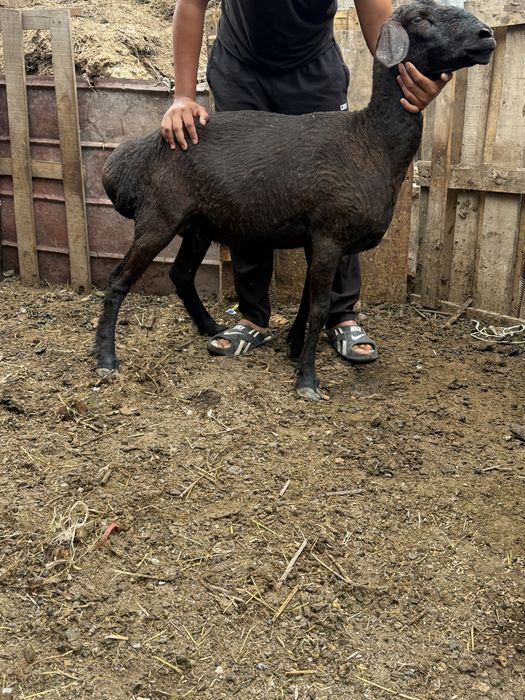 Продам Баранов молодых