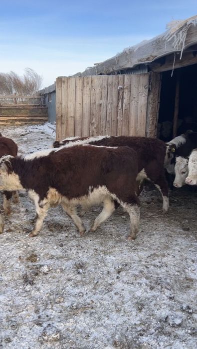 Продам белоголовых бычков 55 голов