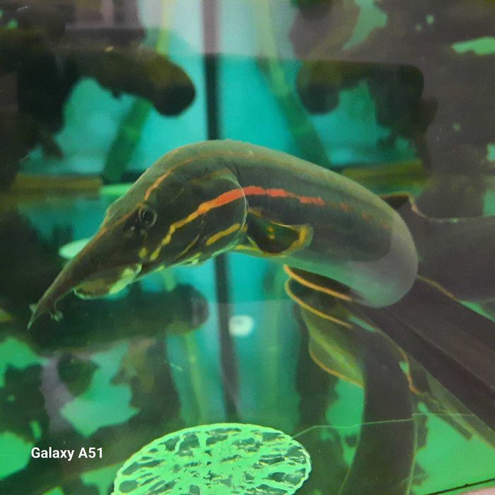 рибки и аквариум