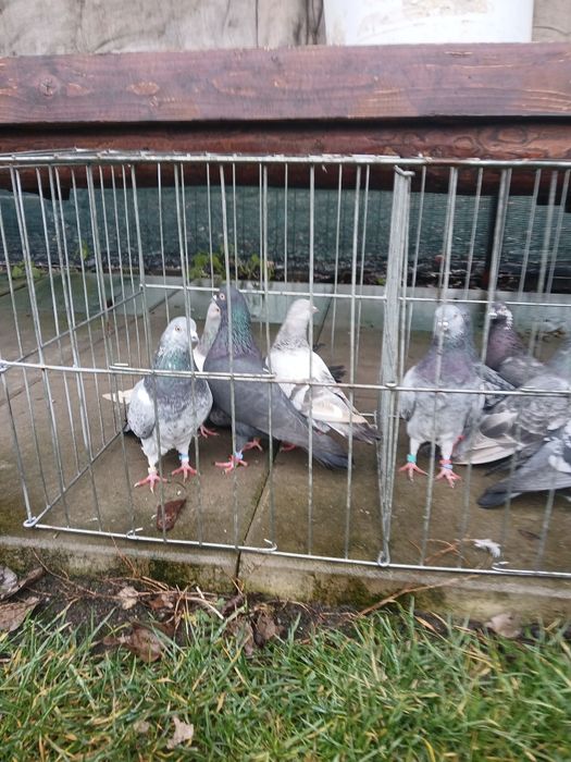 Porumbei tipleri englez