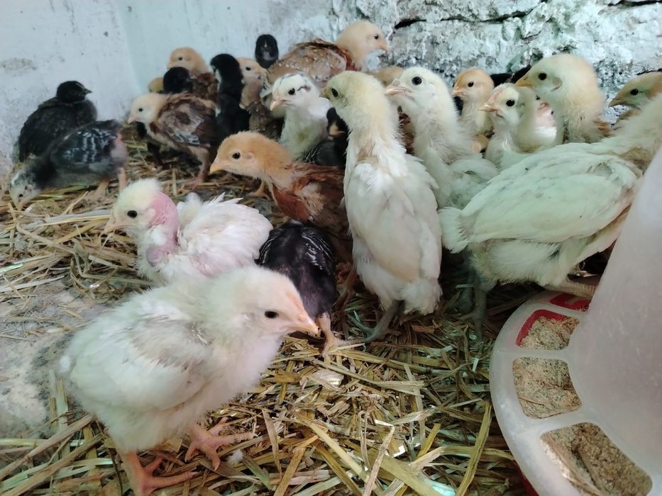 Vând 48 de pui de 5 saptamani