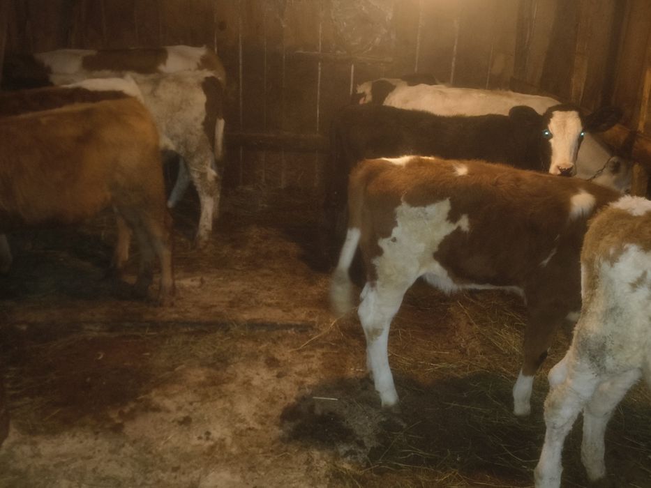 Vițele de vînzare bălțate românești frumoase