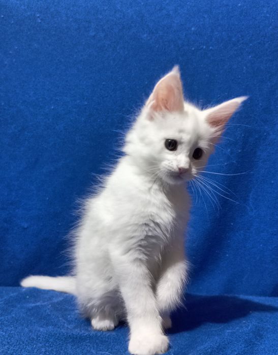 Котята породы Мейн Кун