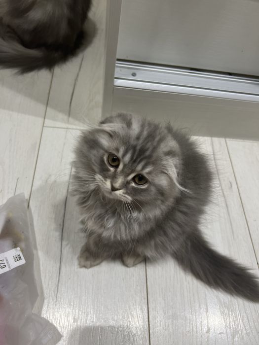 Haylnd fold/strayt mushuk bolasi