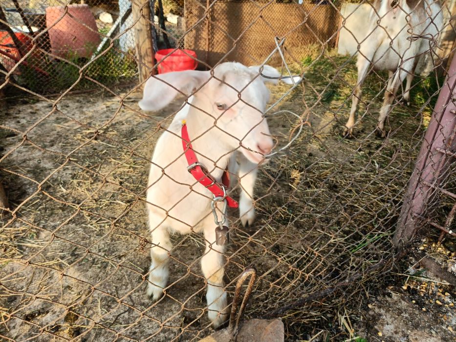 Iada + ied de vânzare 500 lei