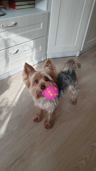 Вязка йоркширского терьера