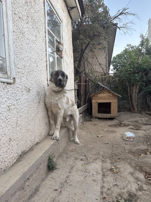 Алабай 7 месяцев