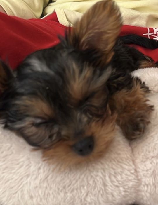 Mascul  yorkshire terrier toy