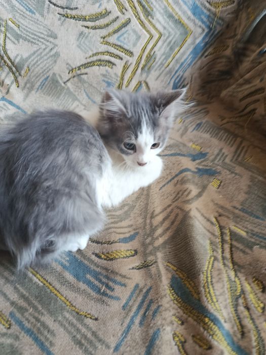 Шотландский котенок мальчик