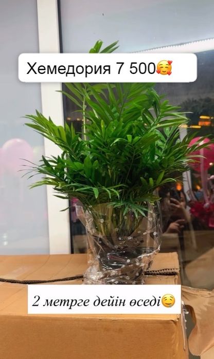 Комнатные растения цветы