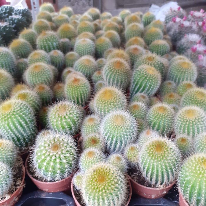 Cactuși și plante suculente