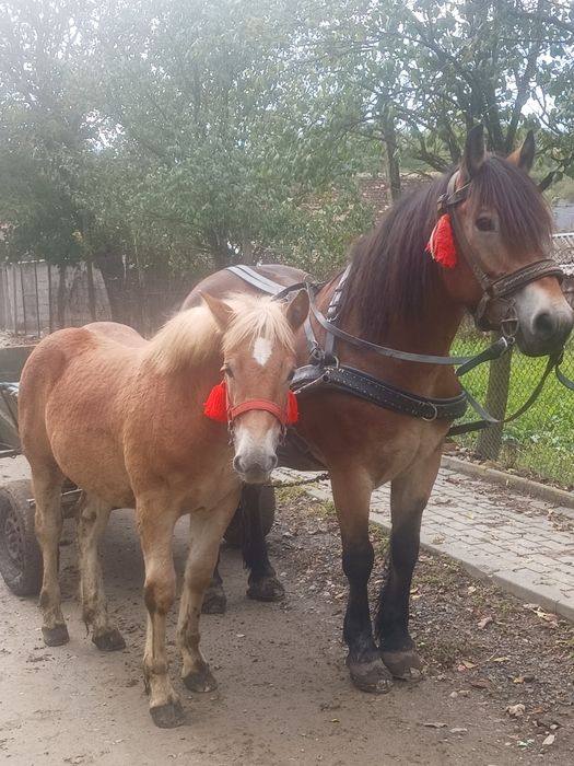 Vand manză de 7 luni