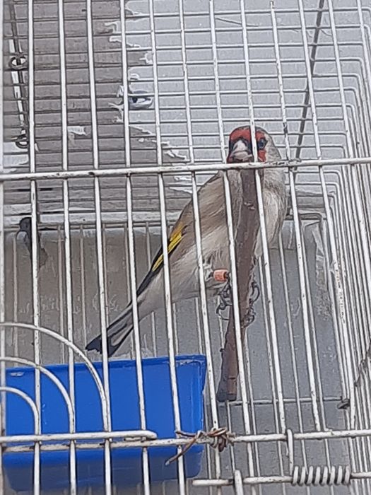 Sava norchi yaxshi va yiri qush