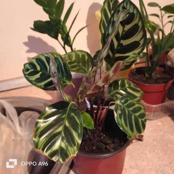 Цветы комнатные разные