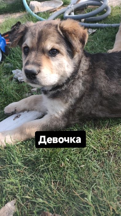 Отдам щенят даром в добрые руки