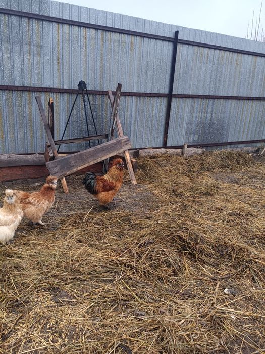 Петух китайский шелковый