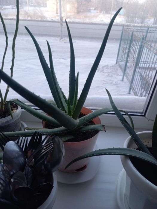 Продам цветы Алое