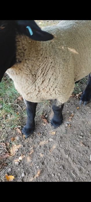 Berbec suffolk 100 kg