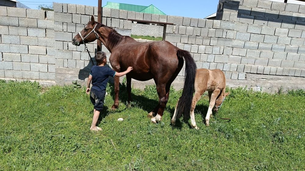 бийе сатылады сауын жуас