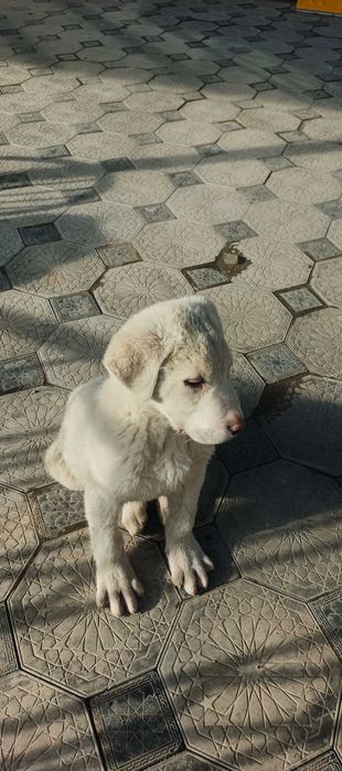 Қойтобет қазақы чистокровныё кабель