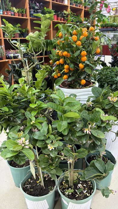 Комнатные растения