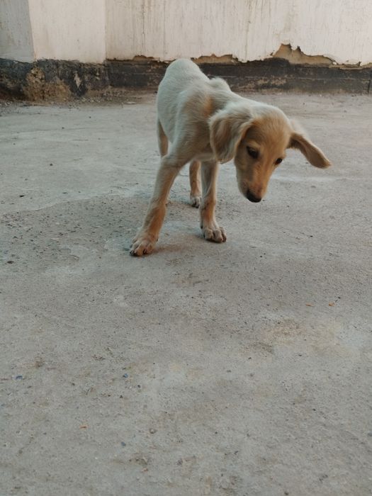 Собака тазы кумай