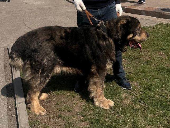 Кобель тобет казаки ит