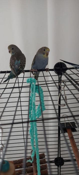 Продам красивых попугаев