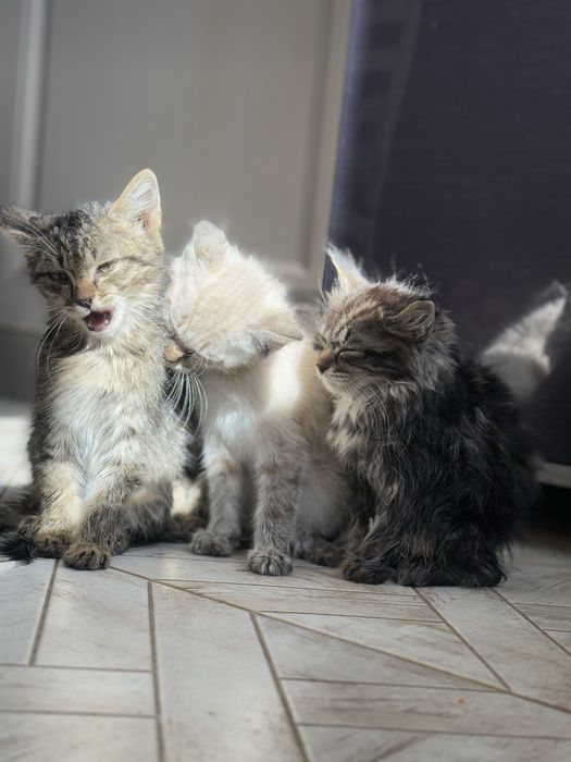 Три шестимесячные кошечки-девчонки.